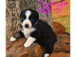 Miniature Australian Shepherd Puppy for sale in Joshua, TX, USA