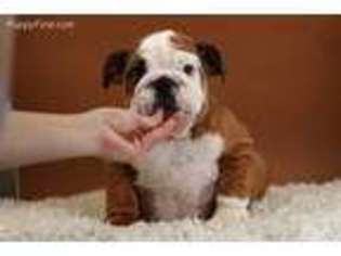 Bulldog Puppy for sale in Piscataway, NJ, USA
