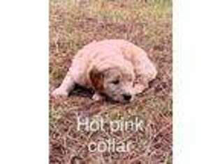Goldendoodle Puppy for sale in Sandersville, GA, USA