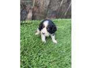 Bernese Mountain Dog Puppy for sale in Wooster, OH, USA