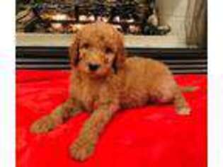 Goldendoodle Puppy for sale in Atlanta, GA, USA