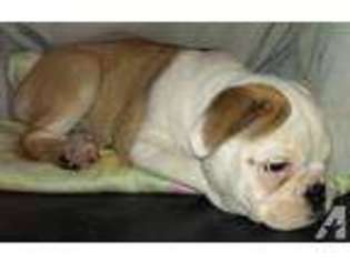 Bulldog Puppy for sale in PINEHURST, TX, USA