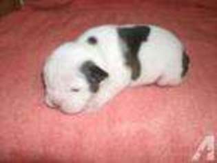 Bulldog Puppy for sale in LONDON, KY, USA