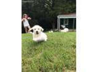 Golden Retriever Puppy for sale in Normandy, TN, USA