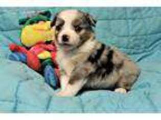 Miniature Australian Shepherd Puppy for sale in Tishomingo, OK, USA