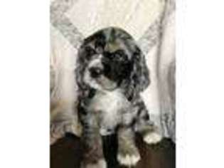 Cocker Spaniel Puppy for sale in Tulare, CA, USA