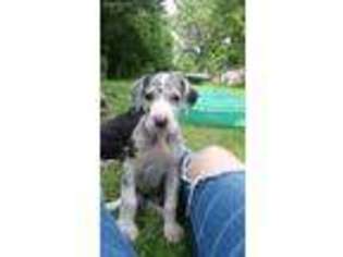 Great Dane Puppy for sale in Grafton, OH, USA