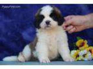Saint Bernard Puppy for sale in Kirkwood, PA, USA
