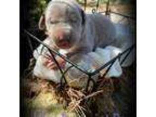 Great Dane Puppy for sale in Landrum, SC, USA