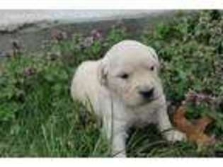 Golden Retriever Puppy for sale in Cape Fair, MO, USA