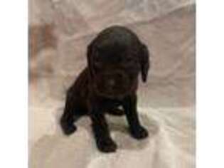 Boykin Spaniel Puppy for sale in Ponder, TX, USA