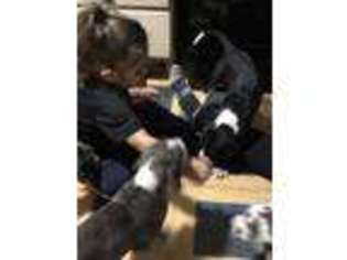 Great Dane Puppy for sale in Hammond, IN, USA