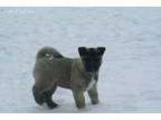 Akita Puppy for sale in Grenora, ND, USA