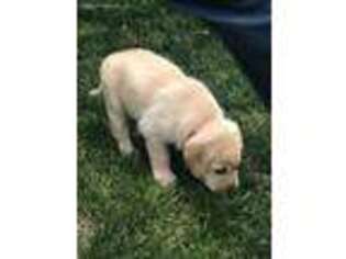 Labrador Retriever Puppy for sale in Bonduel, WI, USA