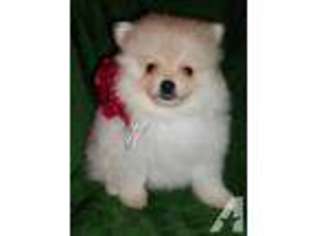 Pomeranian Puppy for sale in GREENVILLE, TX, USA