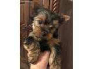 Yorkshire Terrier Puppy for sale in Florence, SC, USA