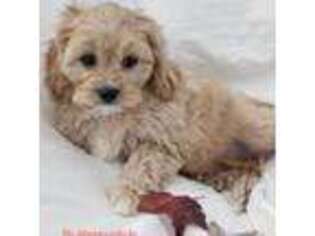 Cavapoo Puppy for sale in Indianapolis, IN, USA