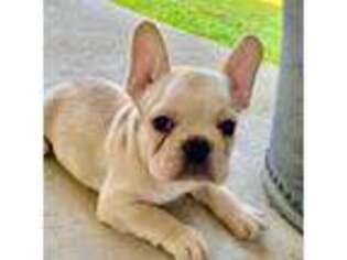 French Bulldog Puppy for sale in Hurst, TX, USA