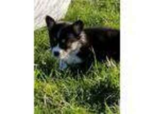 Pembroke Welsh Corgi Puppy for sale in La Center, WA, USA