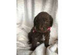 Labradoodle Puppy for sale in Wendover, UT, USA