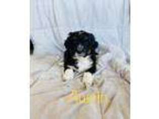 Mutt Puppy for sale in Bruneau, ID, USA