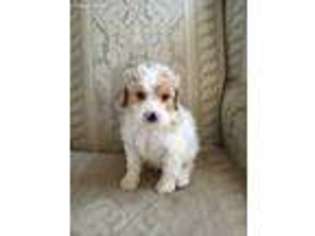Cavapoo Puppy for sale in Kansas, OK, USA
