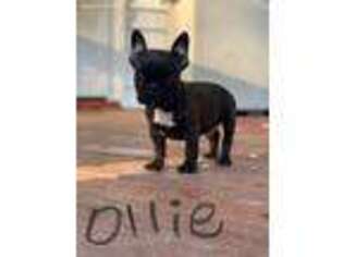 French Bulldog Puppy for sale in Clarkson, KY, USA