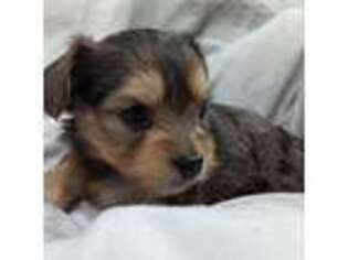 Yorkshire Terrier Puppy for sale in Mesa, AZ, USA