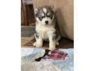 Siberian Husky Puppy for sale in Houston, MO, USA
