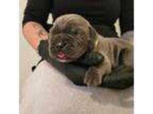 Cane Corso Puppy for sale in Inverness, FL, USA