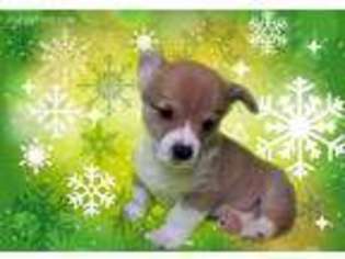 Pembroke Welsh Corgi Puppy for sale in Fort Gratiot, MI, USA