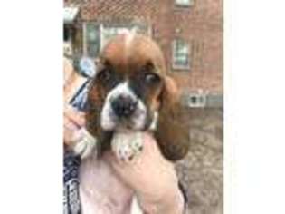 Basset Hound Puppy for sale in Mcpherson, KS, USA