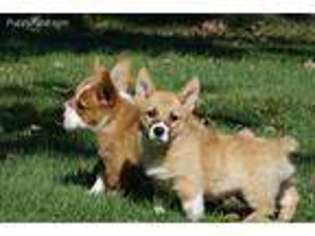 Pembroke Welsh Corgi Puppy for sale in Gardnerville, NV, USA