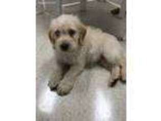 Labradoodle Puppy for sale in Montverde, FL, USA