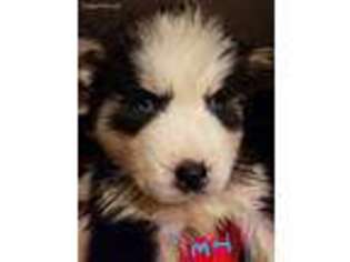 Siberian Husky Puppy for sale in Evans Mills, NY, USA