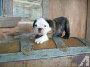 Bulldog Puppy for sale in LANE, OK, USA