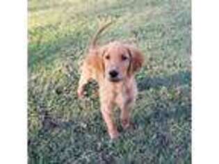 Golden Retriever Puppy for sale in Rockwall, TX, USA