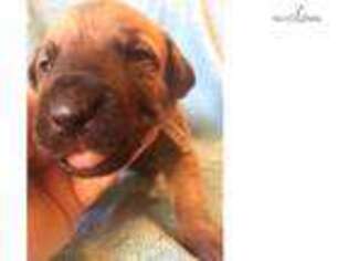 Irish Wolfhound Puppy for sale in Fort Worth, TX, USA