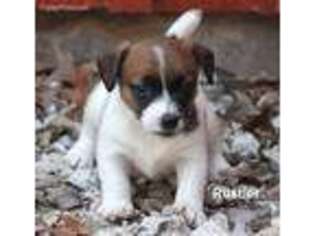 Jack Russell Terrier Puppy for sale in Seymour, TX, USA