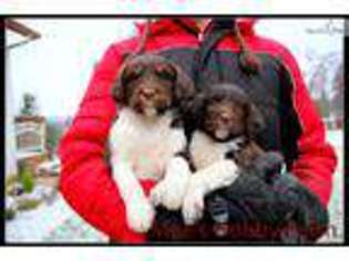 English Springer Spaniel Puppy for sale in Portland, OR, USA