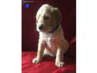 Labradoodle Puppy for sale in Manchester, OH, USA