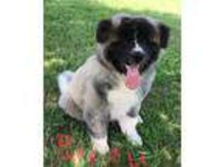 Akita Puppy for sale in Edmond, OK, USA