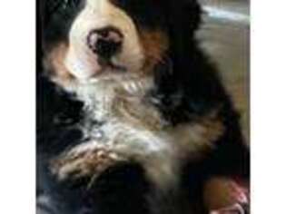 Bernese Mountain Dog Puppy for sale in Roberts, MT, USA