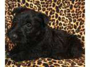 Scottish Terrier Puppy for sale in Seneca, MO, USA
