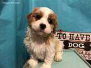 Mutt Puppy for sale in Blaine, TN, USA