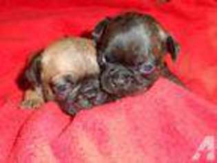 Frenchie Pug Puppy for sale in MARYSVILLE, WA, USA