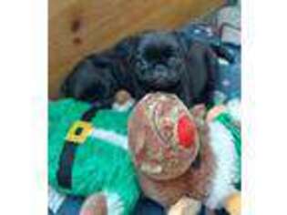 Pug Puppy for sale in Medina, OH, USA