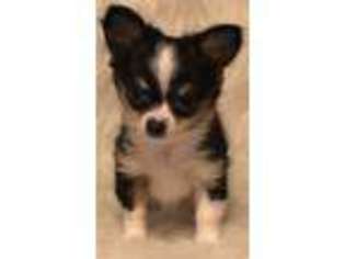 Chihuahua Puppy for sale in Seymour, IN, USA