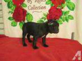 Mutt Puppy for sale in MERIDIAN, MS, USA