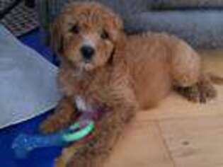 Goldendoodle Puppy for sale in Lansing, MI, USA